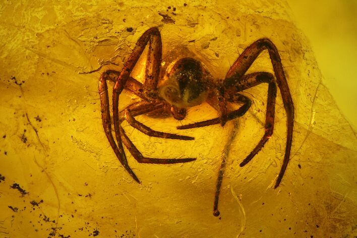 Detailed Fossil Spider (Araneae) in Baltic Amber #128328